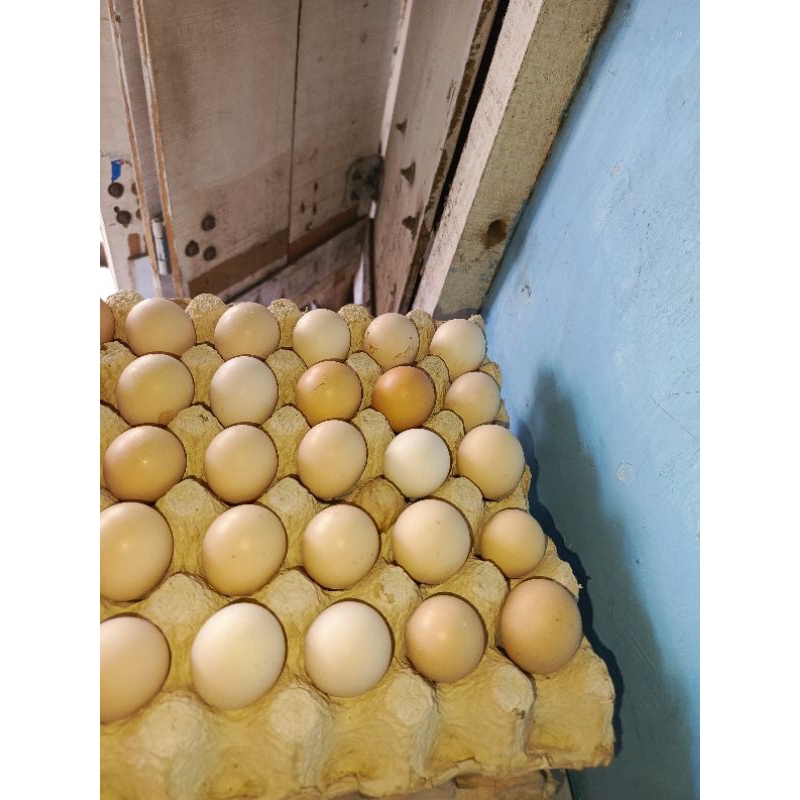 

telur ayam kampung