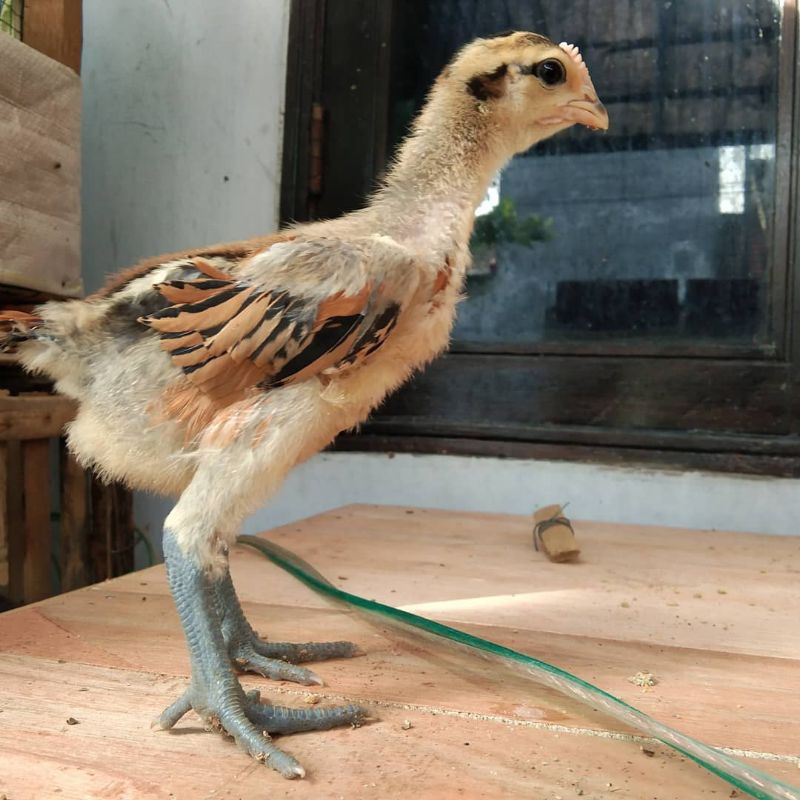 Ayam Pelung - Anak Ayam Pelung Betina Usia 1 s/d 4 Minggu