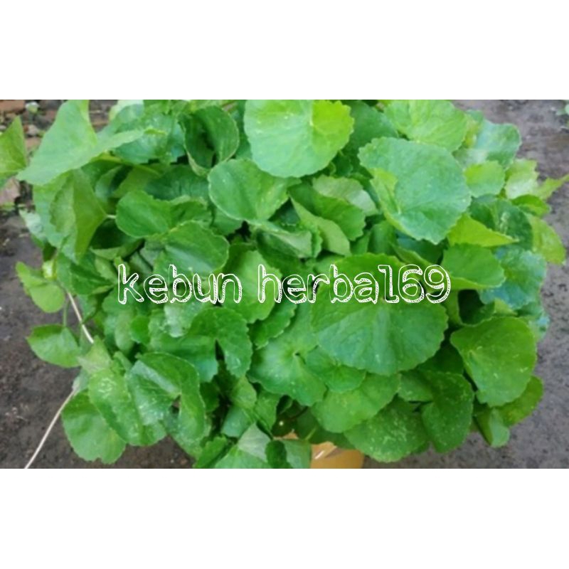 

Promo 100gr daun antanan segar murah