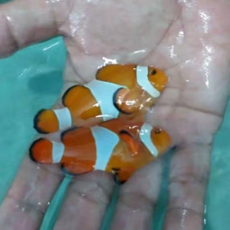 Ikan Hias Laut Clown Fish / Nemo / Ikan Badut