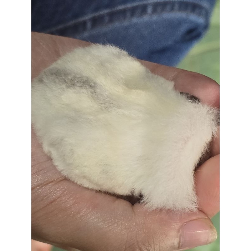 WF Platinum / sg / sugar glider / sugar glider platinum