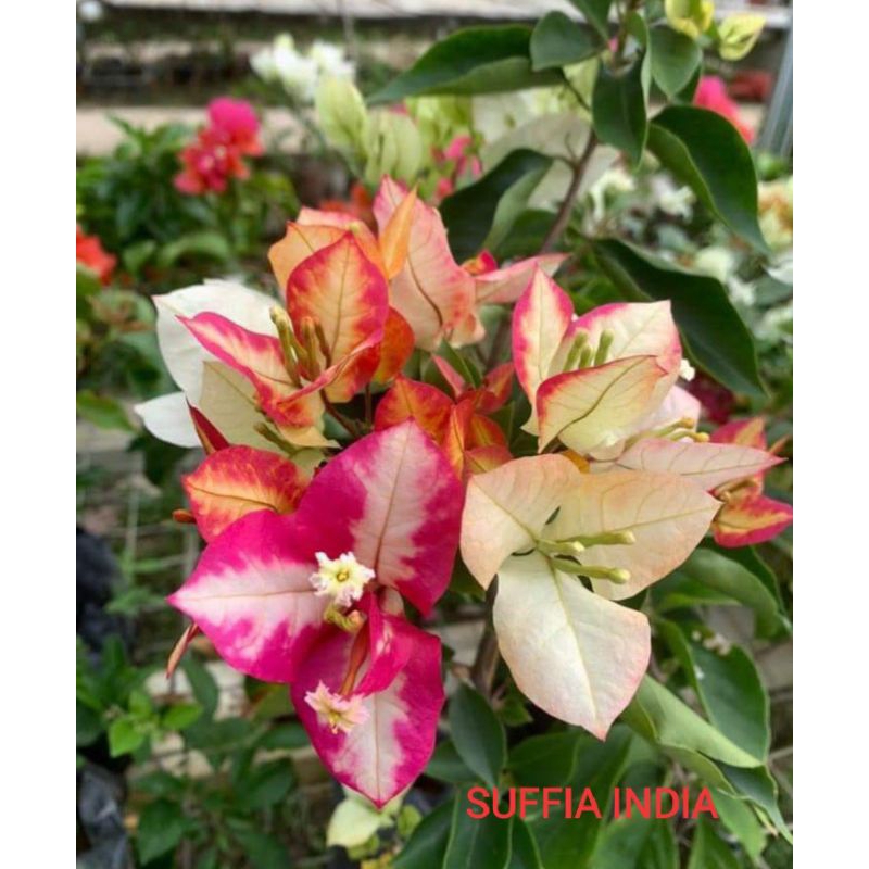 bugenvil sufia India