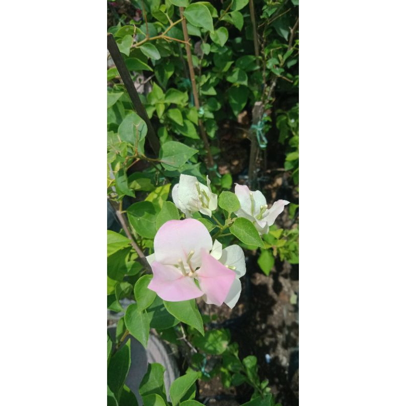 bugenvil Bengawan Solo