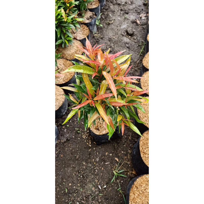 ( BISA COD ) Tanaman Hias Pucuk Merah / Pohon Pucuk Merah Hiasan Taman Bunga Hias Hidup Pucuk Merah