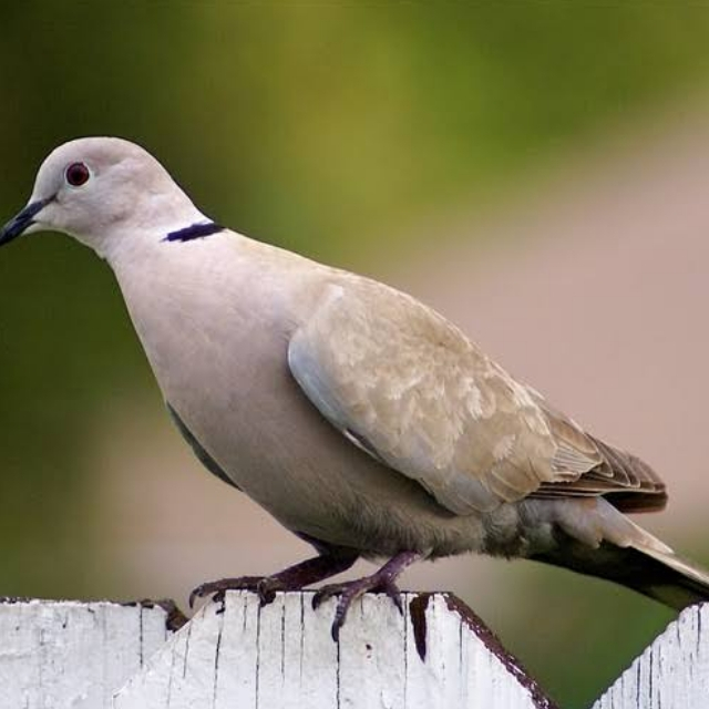 BURUNG PUTER COKELAT TURUNAN IRAK PELUNG PUTIH LOKAL SEHAT