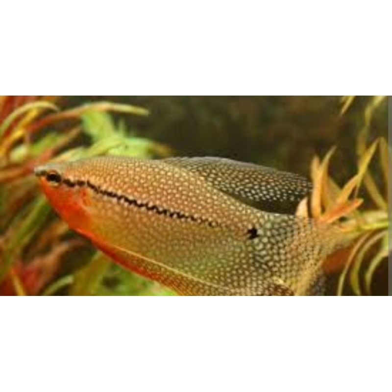 Ikan sepat mutiara bisa dicampur ikan lain dan aman