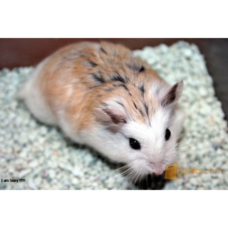 HAMSTER ROBO ROBOROVSKI