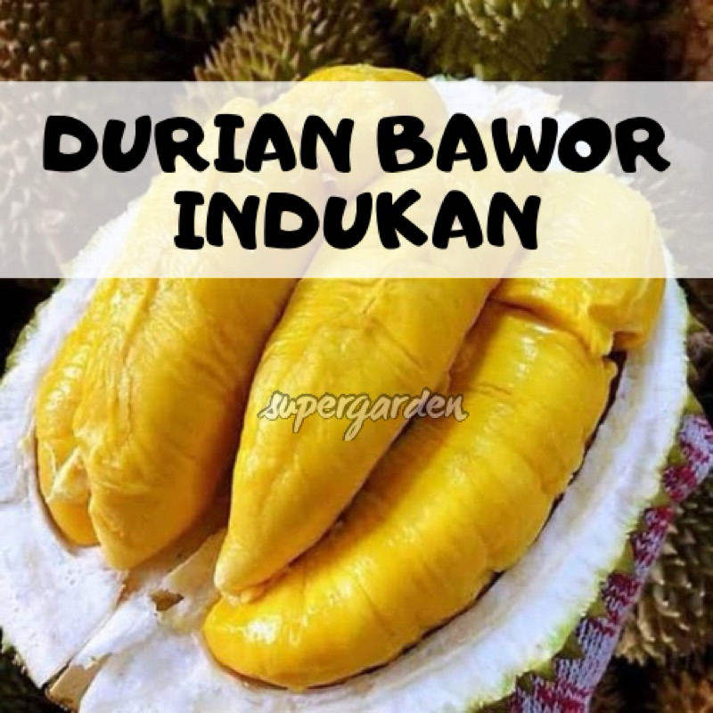 PACKING KAYU- Bibit Durian Bawor indukan super cepat berbuah