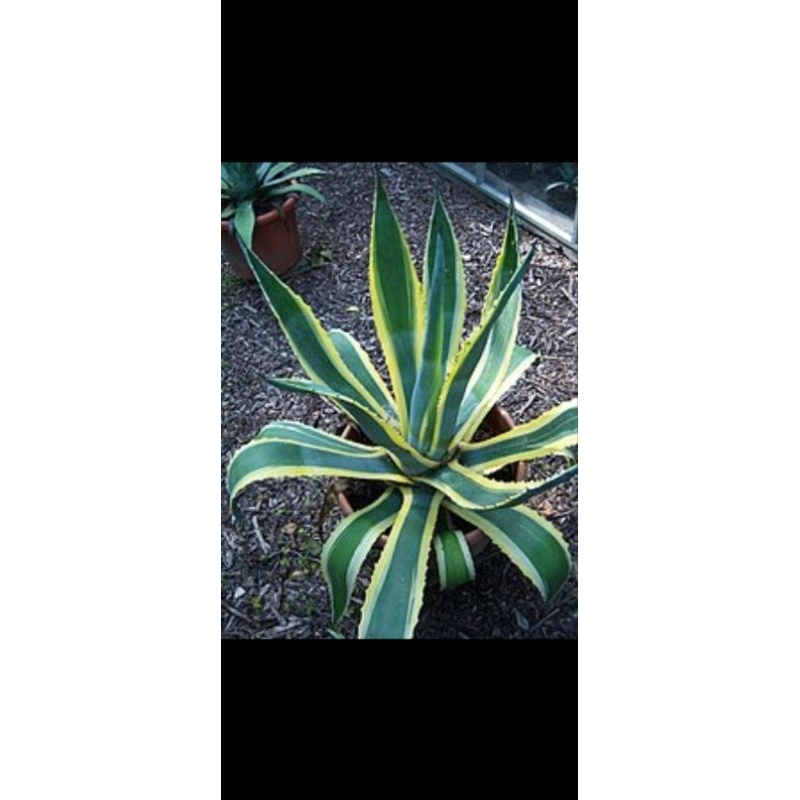 tanaman hias agave vivipara