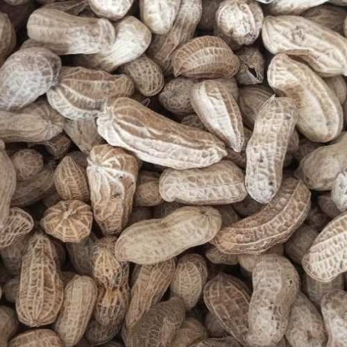 

Kacang Kulit Asin Oven 250gr
