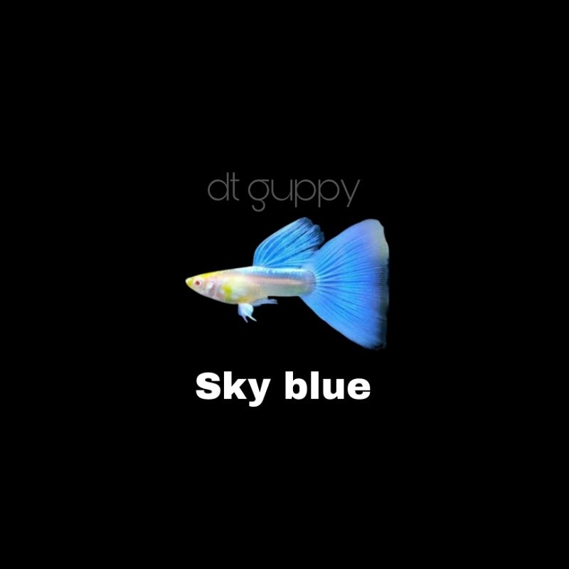 stiker guppy Sky blue