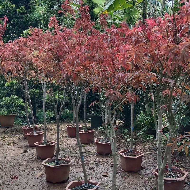 TANAMAN MAPLE / POHON MAPLE TINGGI 1,5 METER