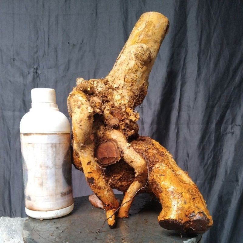 Bahan Bonsai Snow Berry/ Sisir laut/ Kijang emas Dongkelan Medium Size real pick