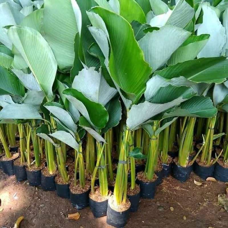 tanaman hias pisang Pisangan chalatea + pot putih
