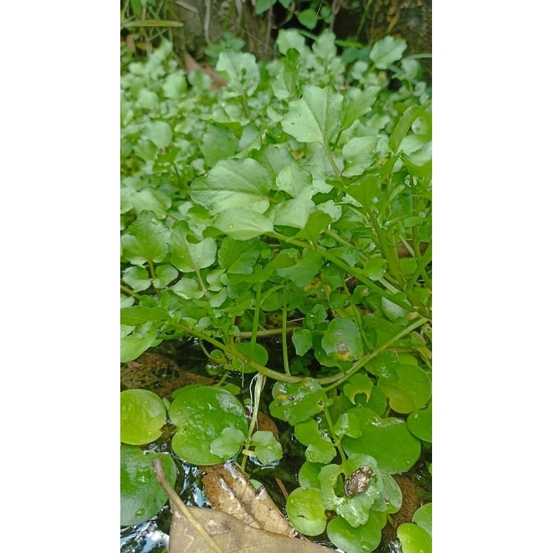 

selada air segar lalapan 300 gram