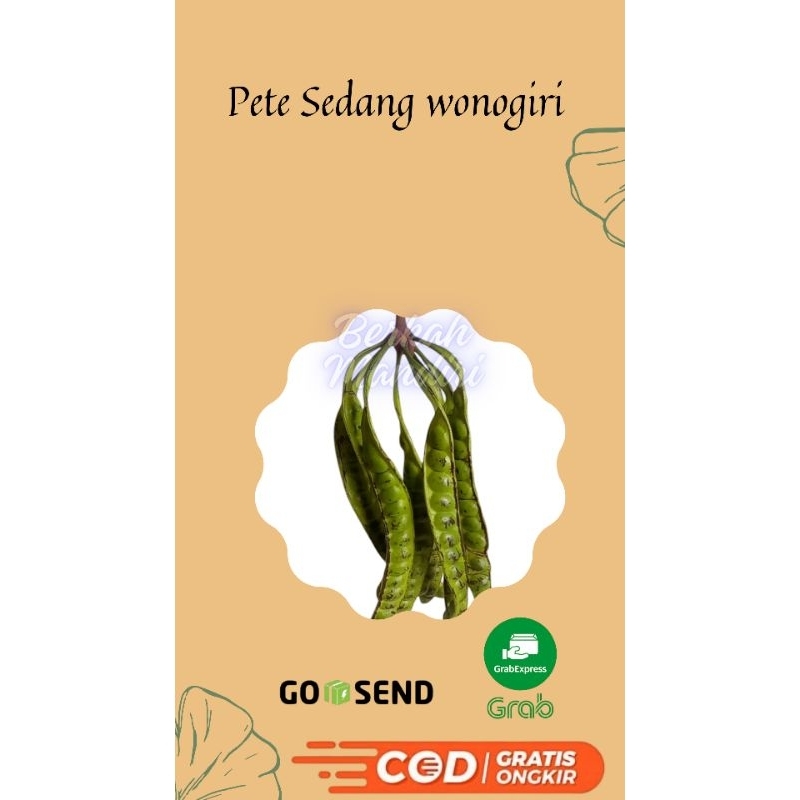 

Paket Pete Sedang Isi 10 Papan Asli Lokal Wonogiri