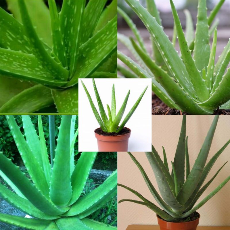 Pohon lidah buaya besar, Pohon lidah buaya jumbo, Tanaman lidah buaya besar