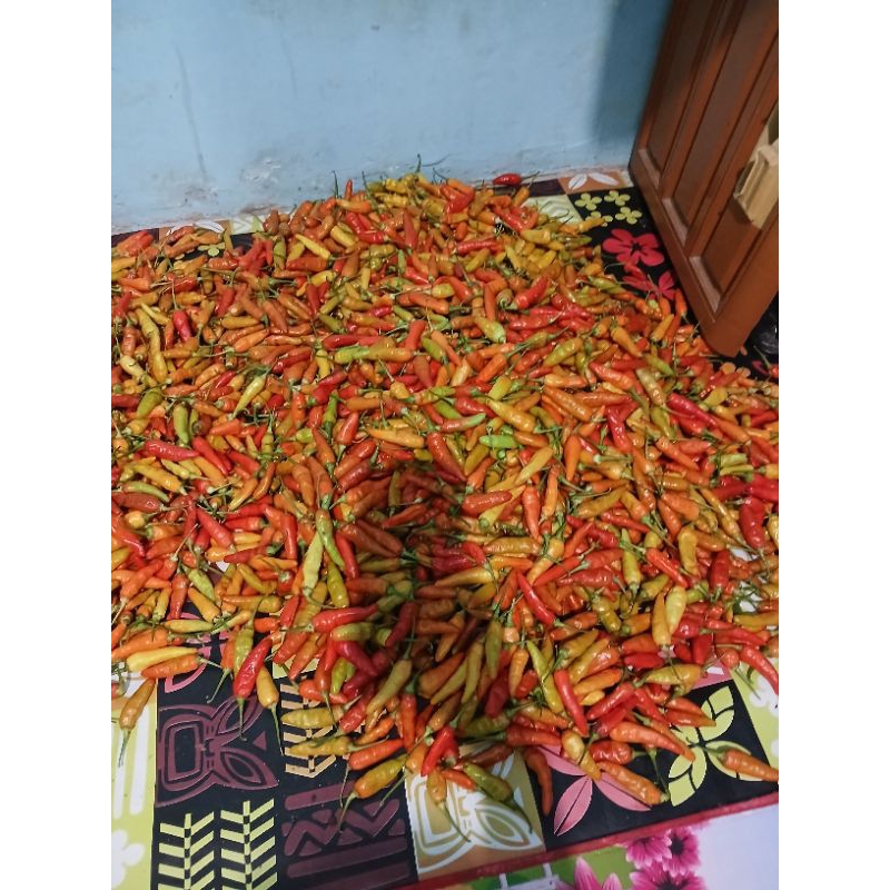 

Cabe kecil SIGANTUNG Banyuwangi