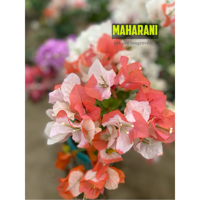 bougenville maharani