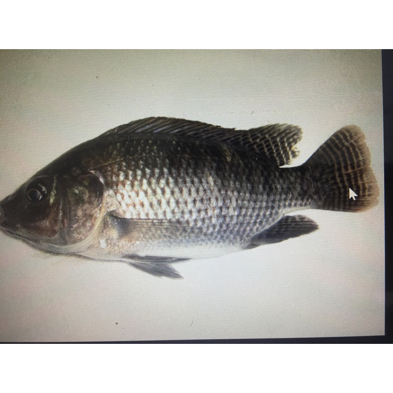 

Ikan nila 500 gr