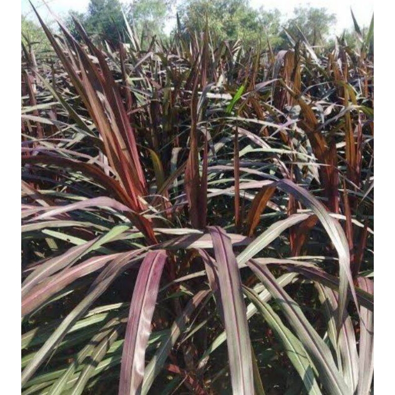 Stek rumput Napier pakchong/bibit pakchong merah/pakchong/per batang