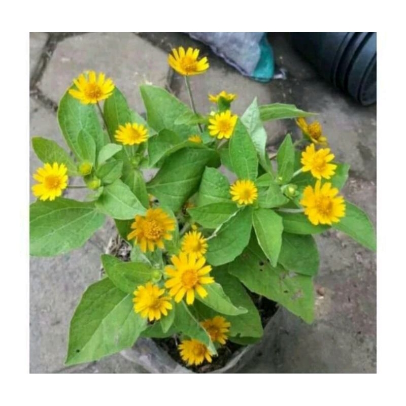 promo bibit tanaman bunga matahari bunga kecil