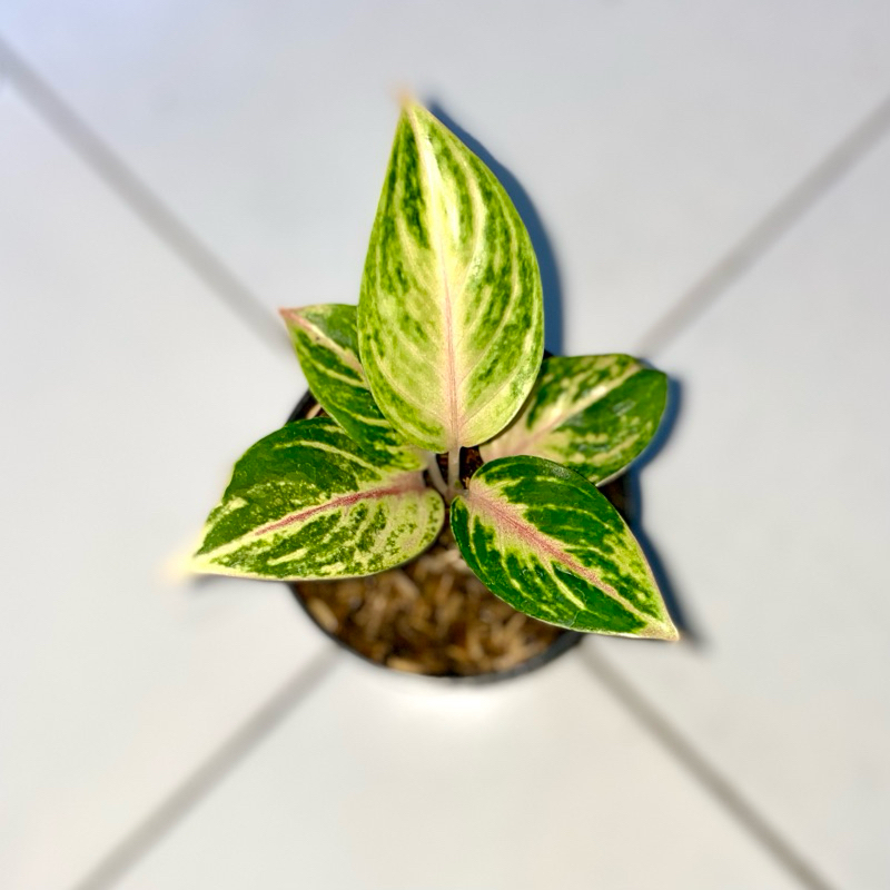 Aglaonema Obama