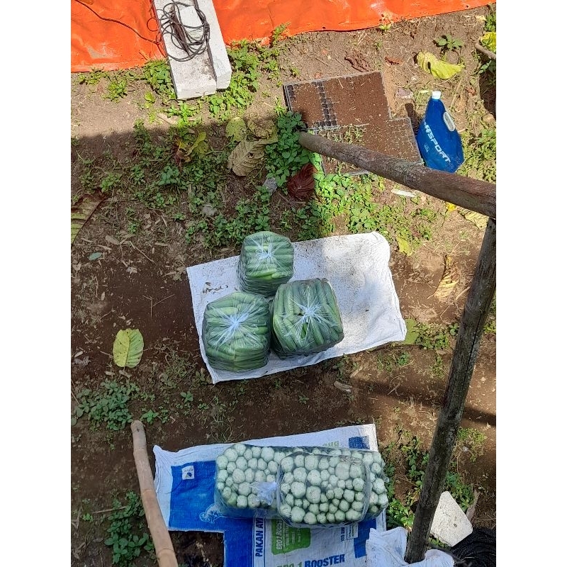 

timun bandana super 1kg mentimun fresh langsung petik di kebun