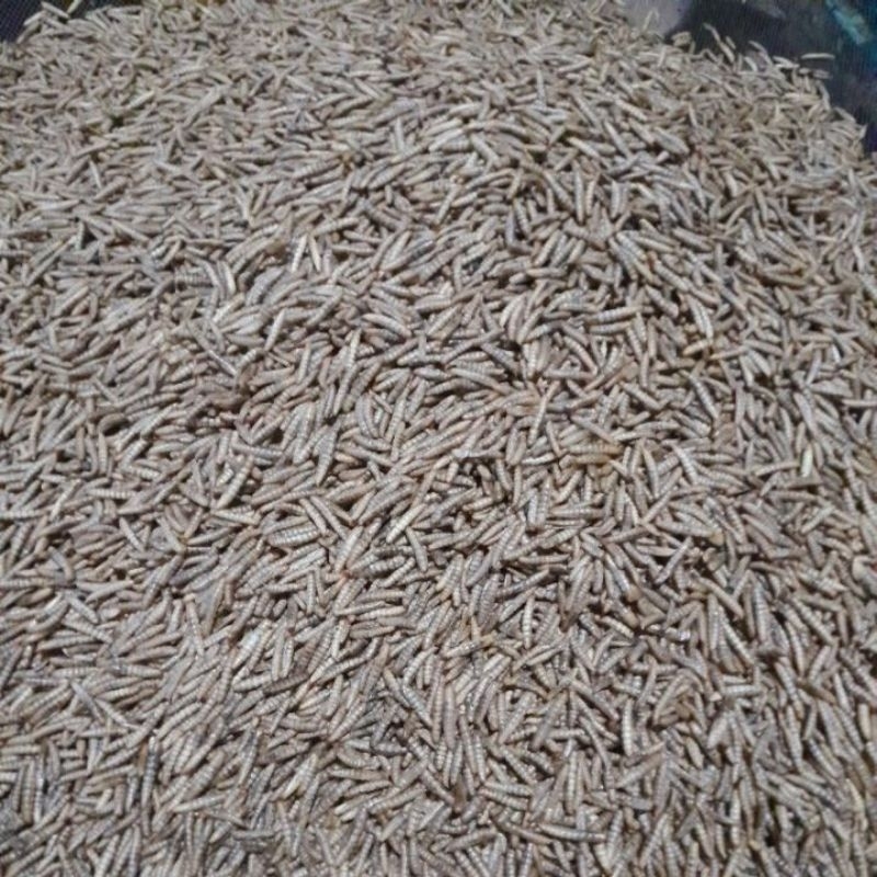 Magot kering. dried maggot