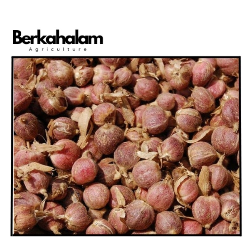 

kapulaga basah 250gram