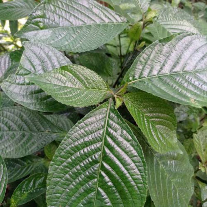 

100Lembar Daun pecah beling/Keji beling - untuk bahan herbal alami
