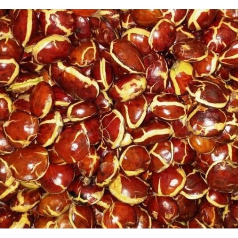 

Jengkol Tua Jengki Super 1kg Full Sortir Selalu Pres