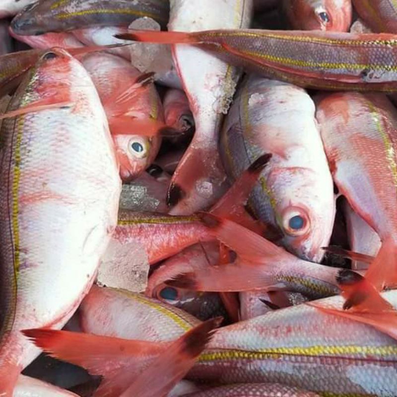 

ikan laut biji nangka 500gr