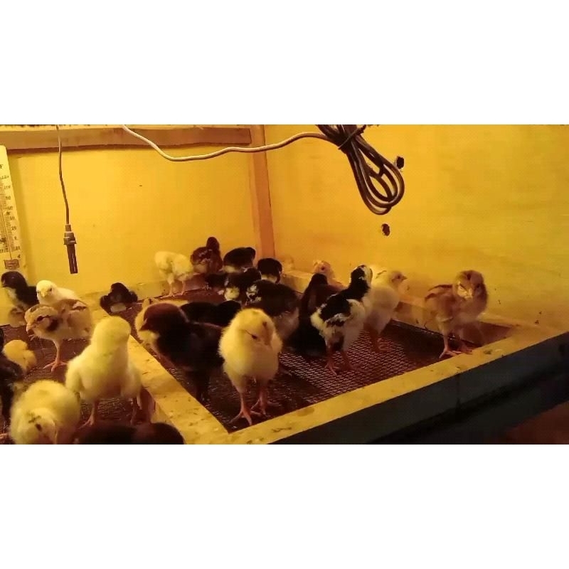 DOC Anak Ayam kampung