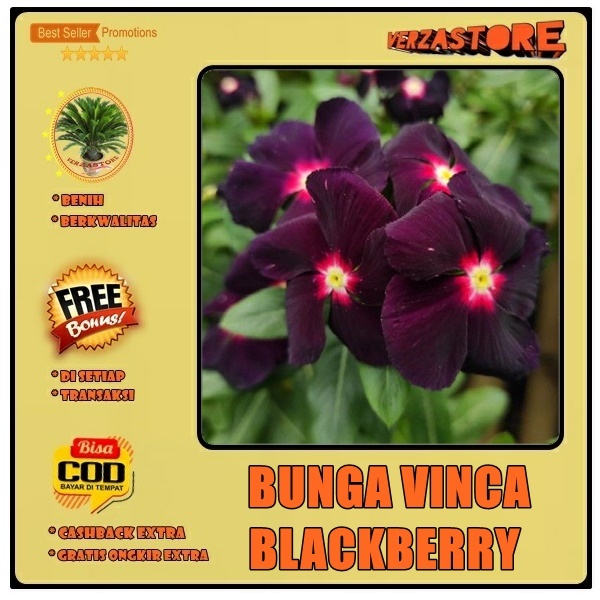 biji benih bunga vinca blackberry /10 biji