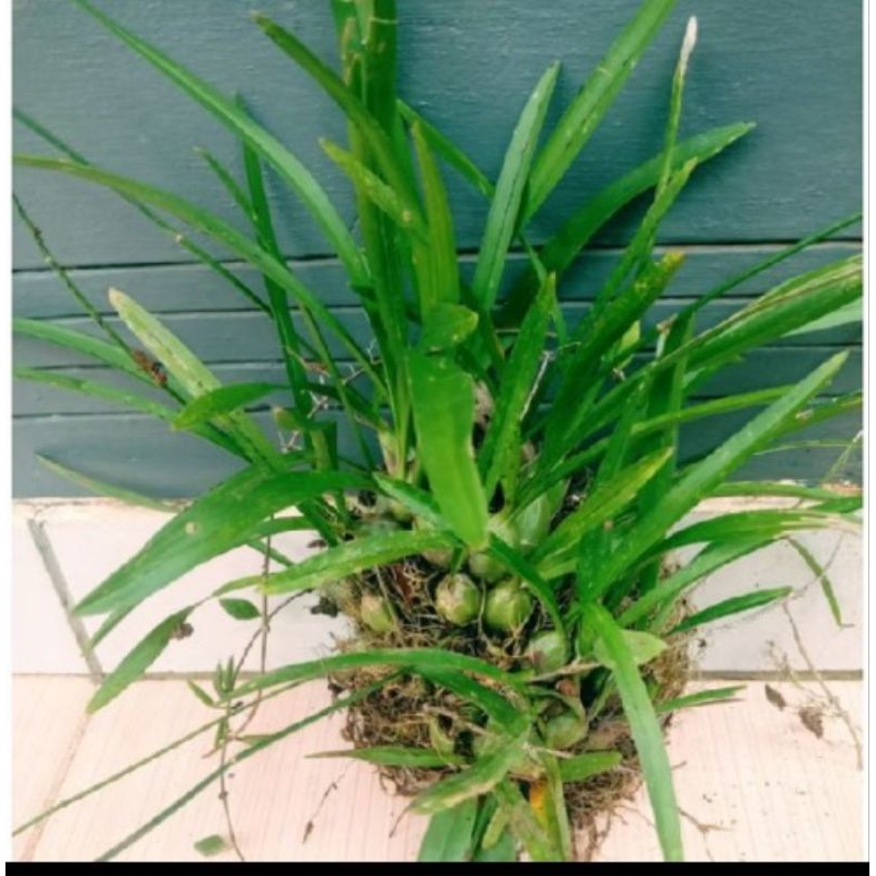 Anggrek mini hutan langka