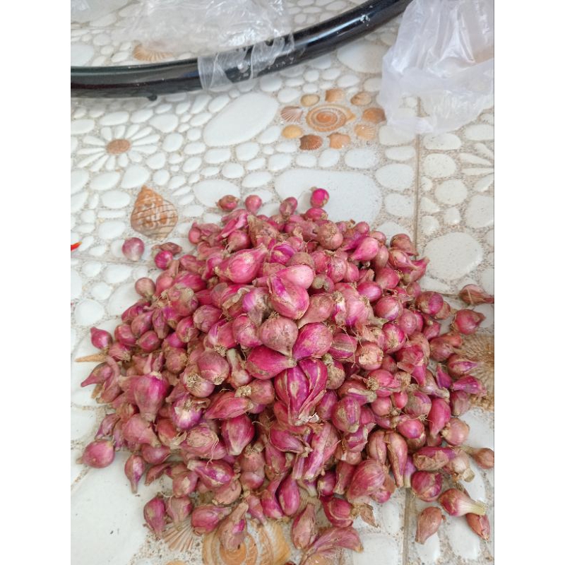 

bawang merah brebes per 1 kg