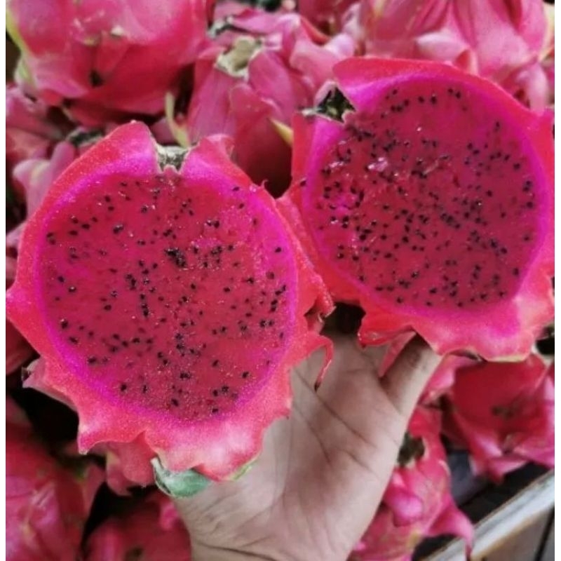 

Buah Naga Merah