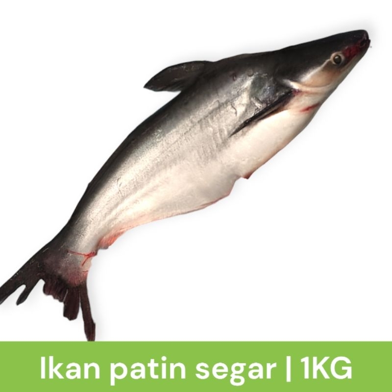 

ikan patin segar 1kg