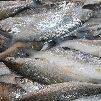 

ikan bandeng batam per kg