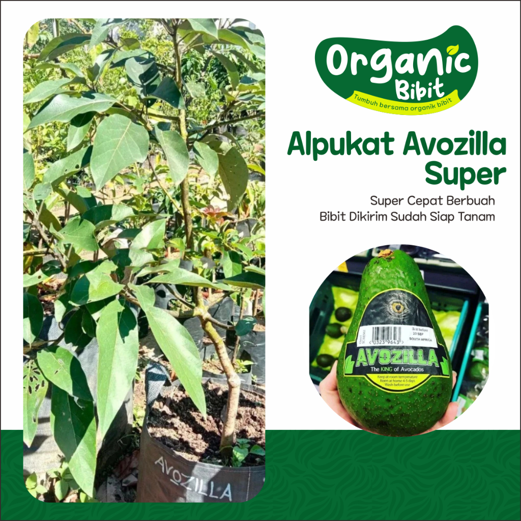 bibit Alpukat Avozilla Super unggul