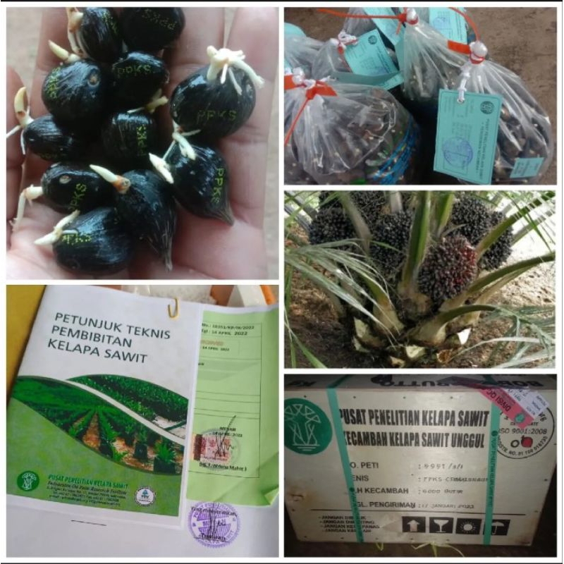 Benih Sawit PPKS SIMALUNGUN unggul ORIGINAL SERTIFIKAT