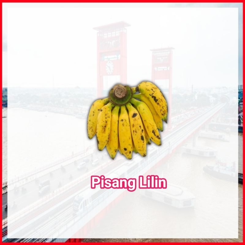

Pisang Lilin Buah Buahan Segar Fresh Palembang