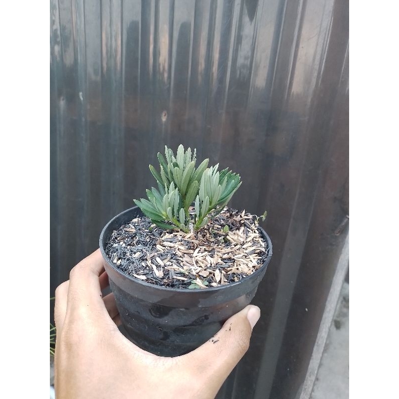 Lohansung blue cincuan ori bukan sambungan