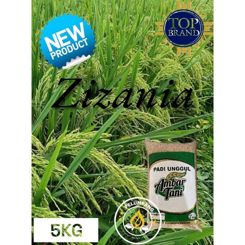 PADI DAN BENIH BENIH PADI ZIZANIA PREMIUM 5kg original produk