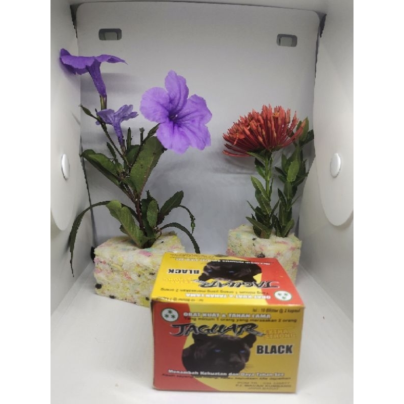 

Jaguar black ekstra strong,obat penambah stamina dan tahan lama