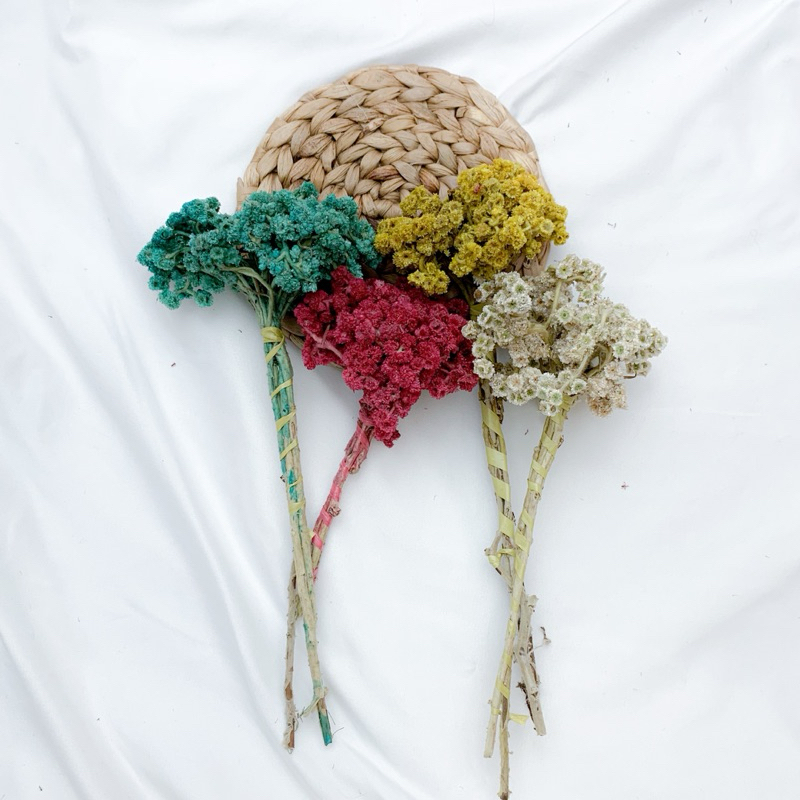 Bunga Edelweis Kering, Dried Flowers Edelweis, Bunga Abadi, Bunga kering hiasan meja, bunga edelweis