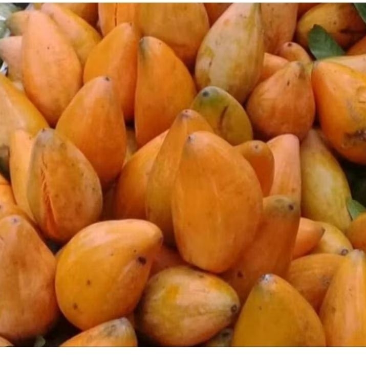 Sawo mentega sawo belanda buah alkesa 500 gram