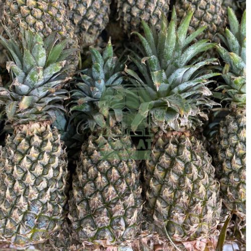 

Buah Nanas Palembang