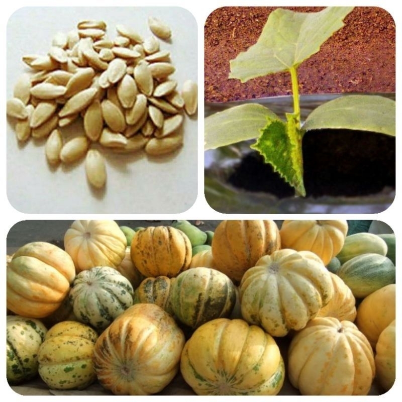 BENIH GARBIS BLEWAH SUPER KUALITAS HIBRIDA ECER 100BIJI